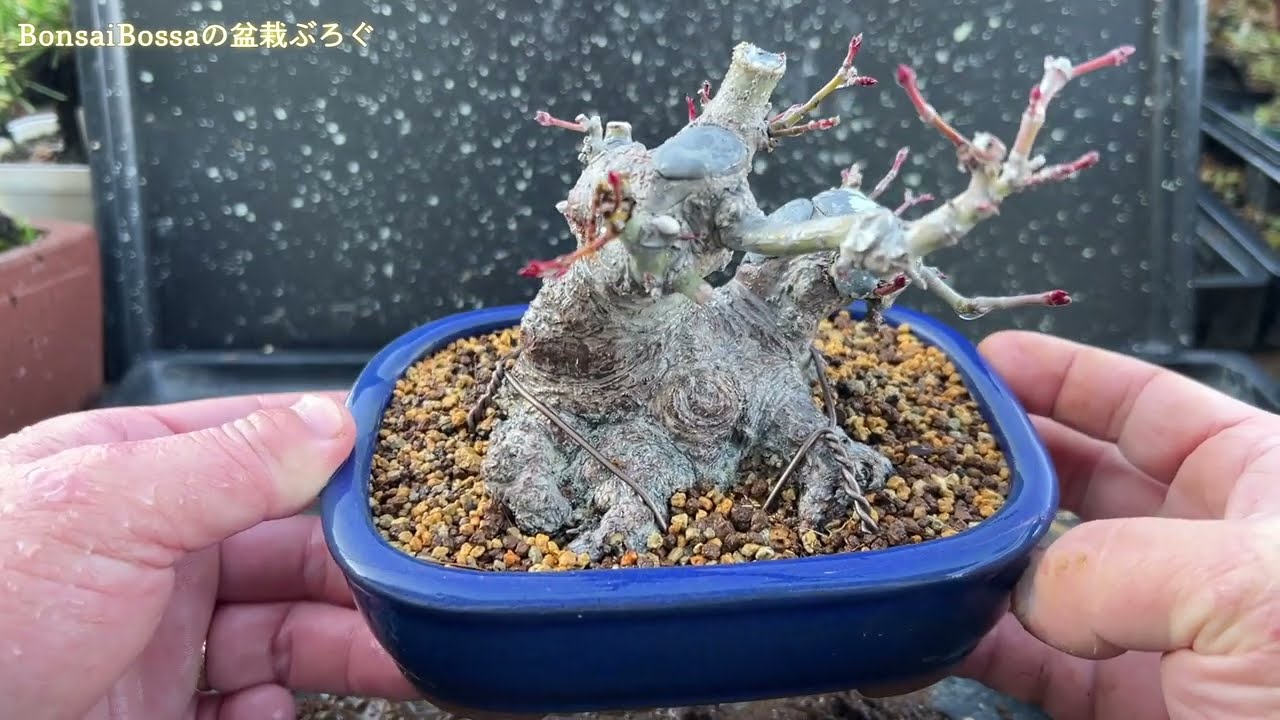【YMJ】底をしっかりメンテナンス #盆栽 #bonsai