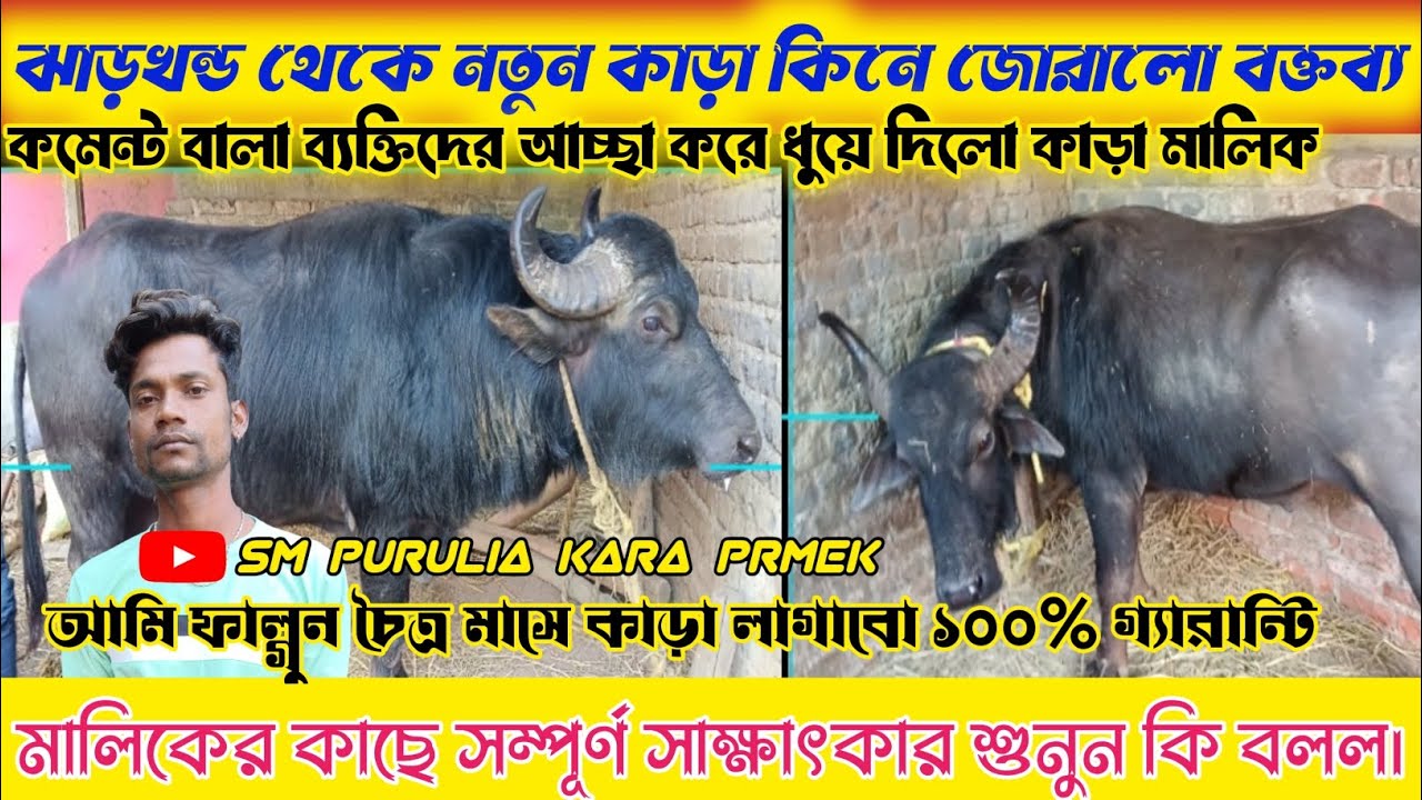 ঝাড়খন্ড থেকে নতুন কাড়া কিনে জোরালো বক্তব্য! কোন কোন মালিকের সাথে কাড়া লাগাতে!মালিকের কাছে শুনুন।