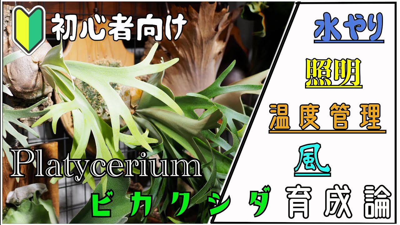 【初心者向け】これを見れば分かる！ビカクシダの育て方・管理方法について