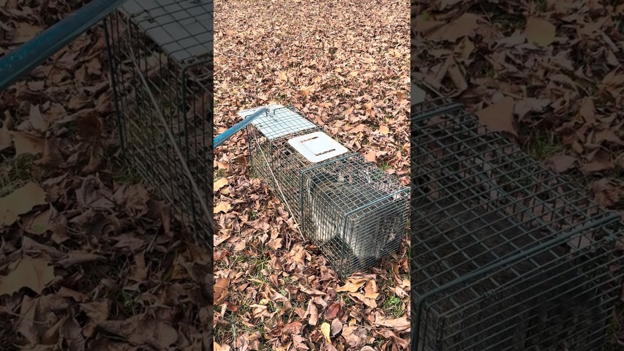 Released a beautiful Raccoon 