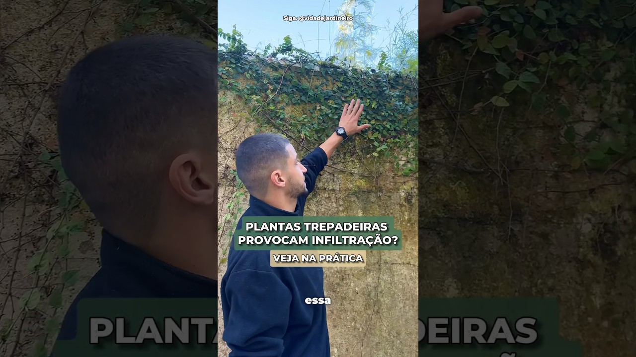 Plantas trepadeiras provocam infiltra&ccedil;&otilde;es? 🤔🌿