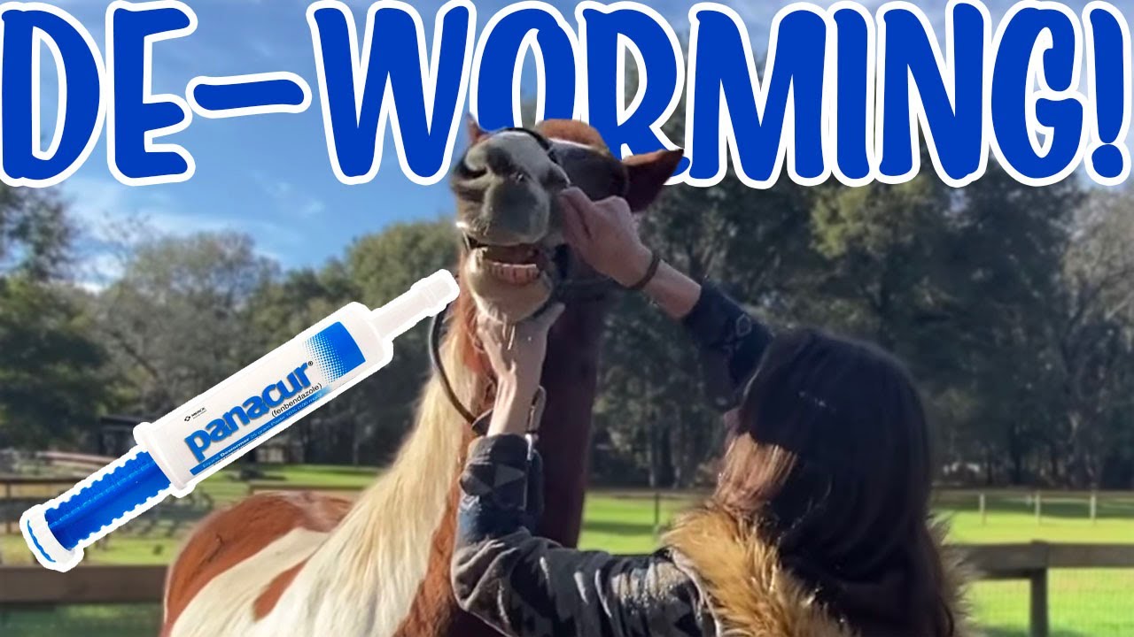 DE-WORMING ALL MY HORSES!