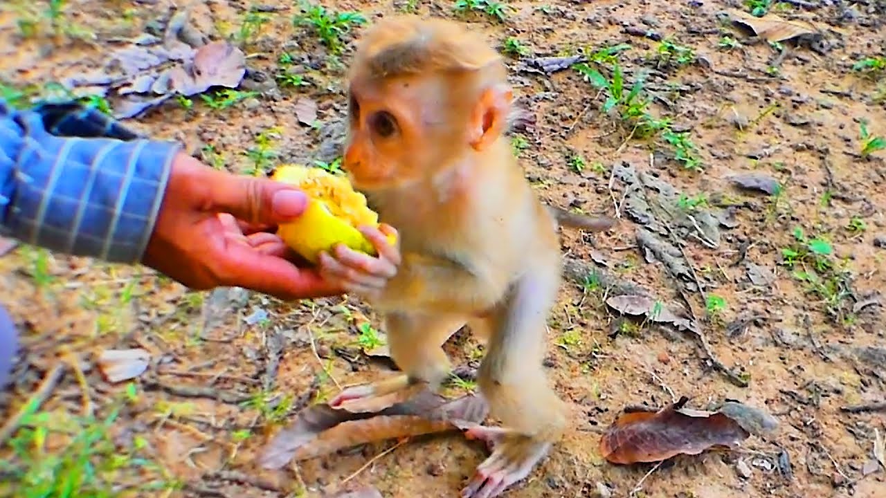 Robin baby monkey is very smart when we showed him some fruit to eat, but Rose is more hungry
