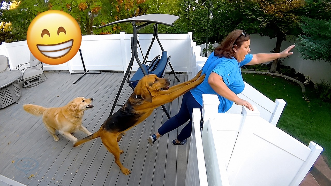 Funniest Animal Videos 2026 😂 You Never Know What Animals Will Do Next
