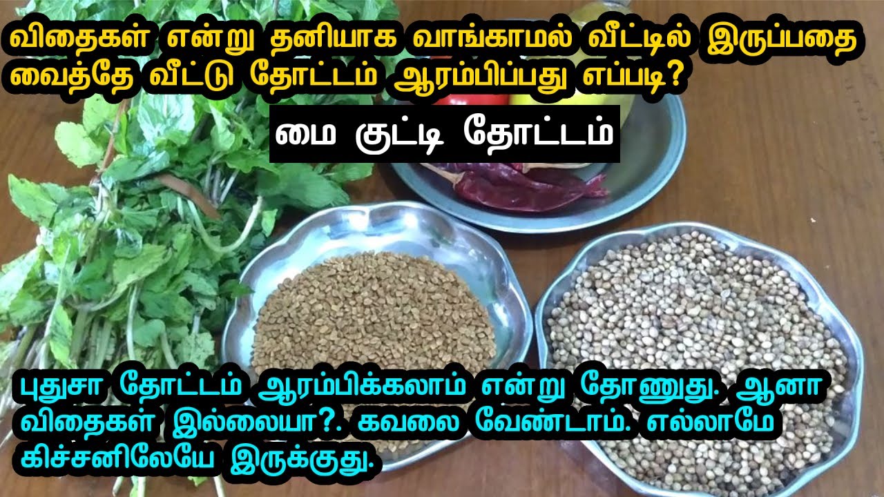 விதைகள் வாங்காமல் வீட்டில் இருப்பதை வைத்தே சின்னதா ஒரு வீட்டு தோட்டம் ஆரம்பிப்பது எப்படி?