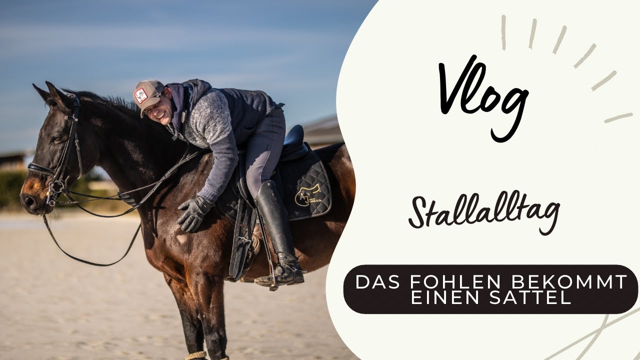 Das Fohlen bekommt endlich seinen ersten Sattel