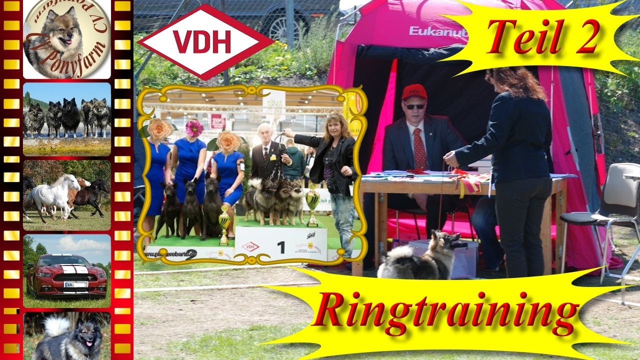 Hundeausstellung 2/6 - Ringtraining für die Show - 2. Training - Hund erfolgreich ausstellen - Tips