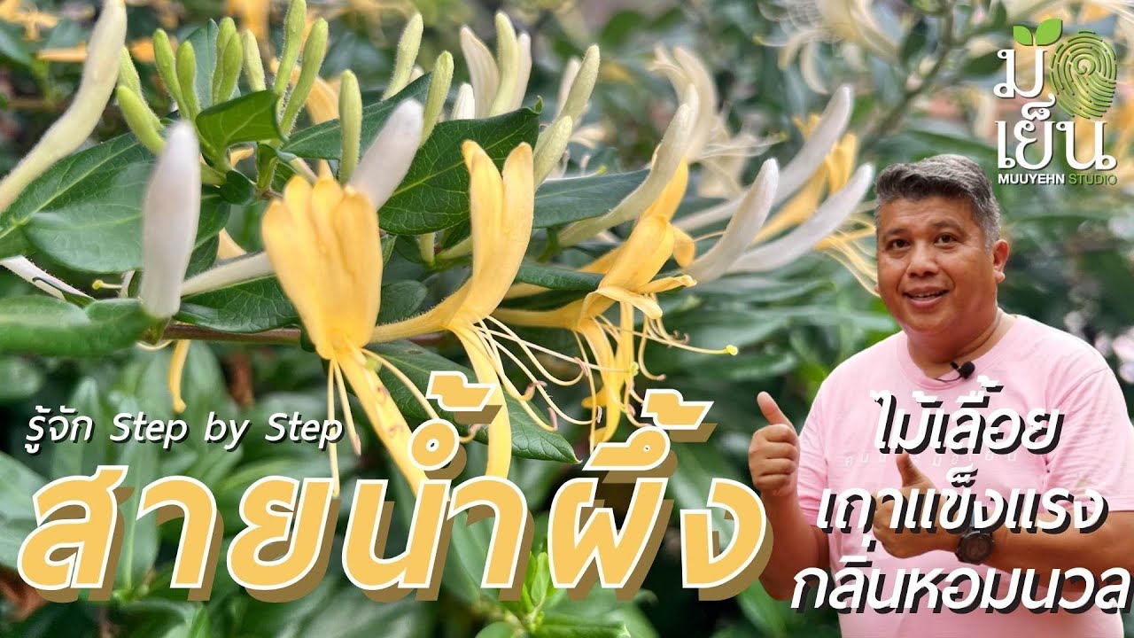 สายน้ำผึ้ง ไม้เลื้อยเถาแข็งแรง กลิ่นหอมนวล ให้ดอกสีเงิน-ทอง