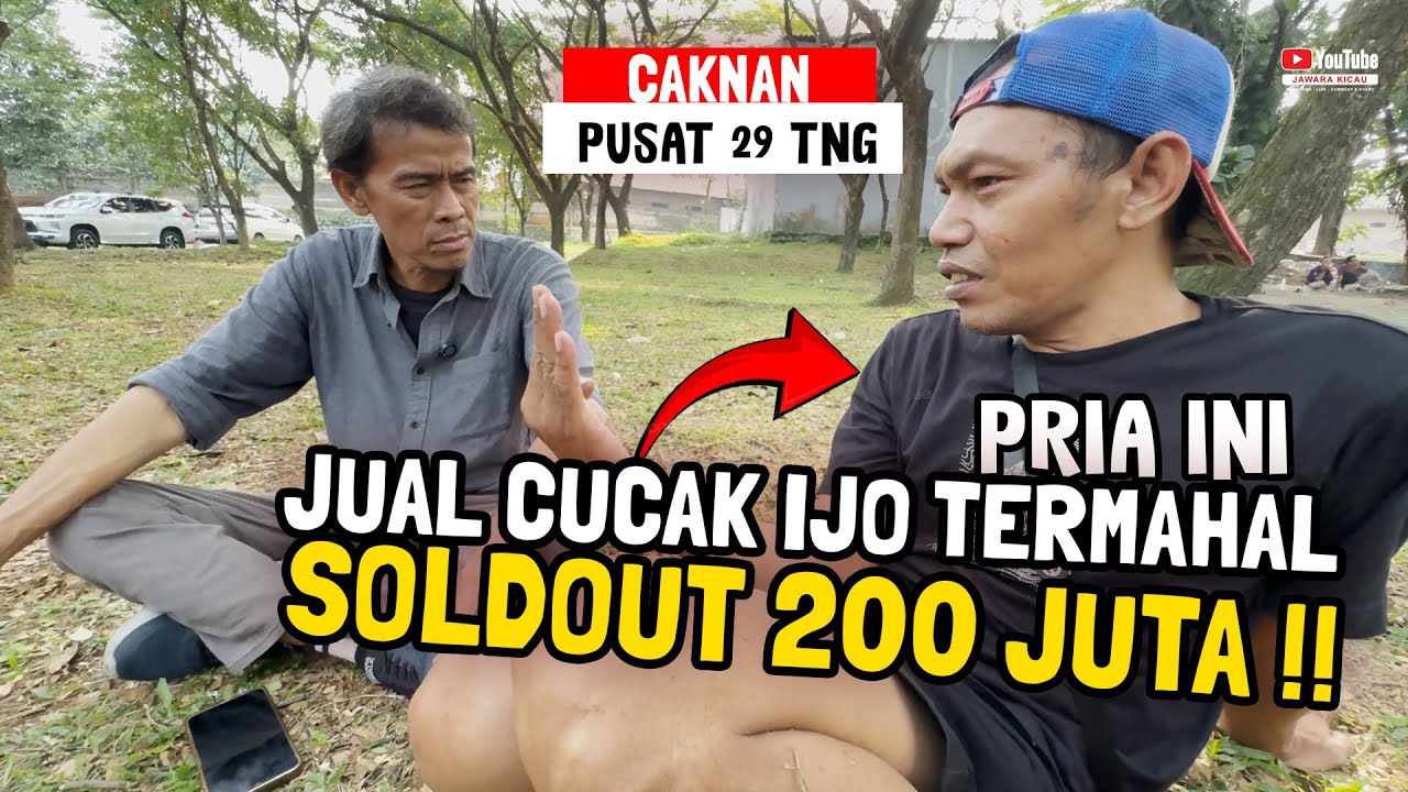 CAKNAN JUAL CUCAK IJO TERMAHAL DI INDONESIA SEHARGA MOBIL 😱 LAKU 200 JUTA ‼️#cucakijo #burung