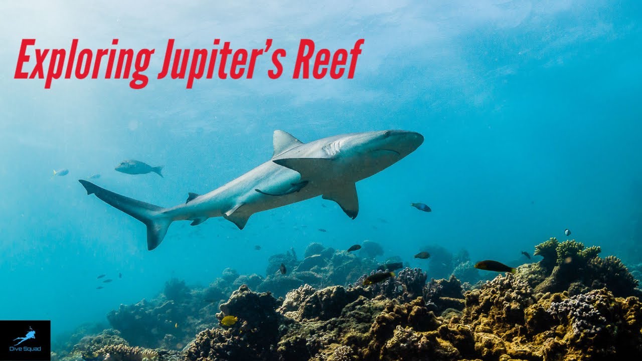 Exploring Jupiter's Reef | Jupiter FL