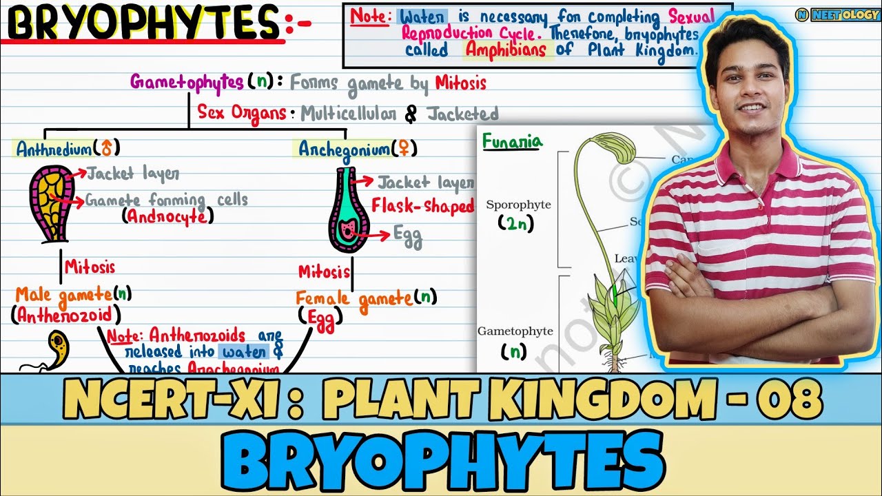 Plant Kingdom| Lec 8- Brophytes & Its Life Cycle| Class 11| NEET| Neetology