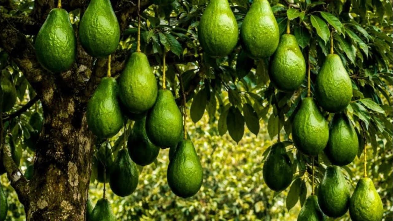 Nice fruit ♥️ সুন্দর ফল ♥️♥️