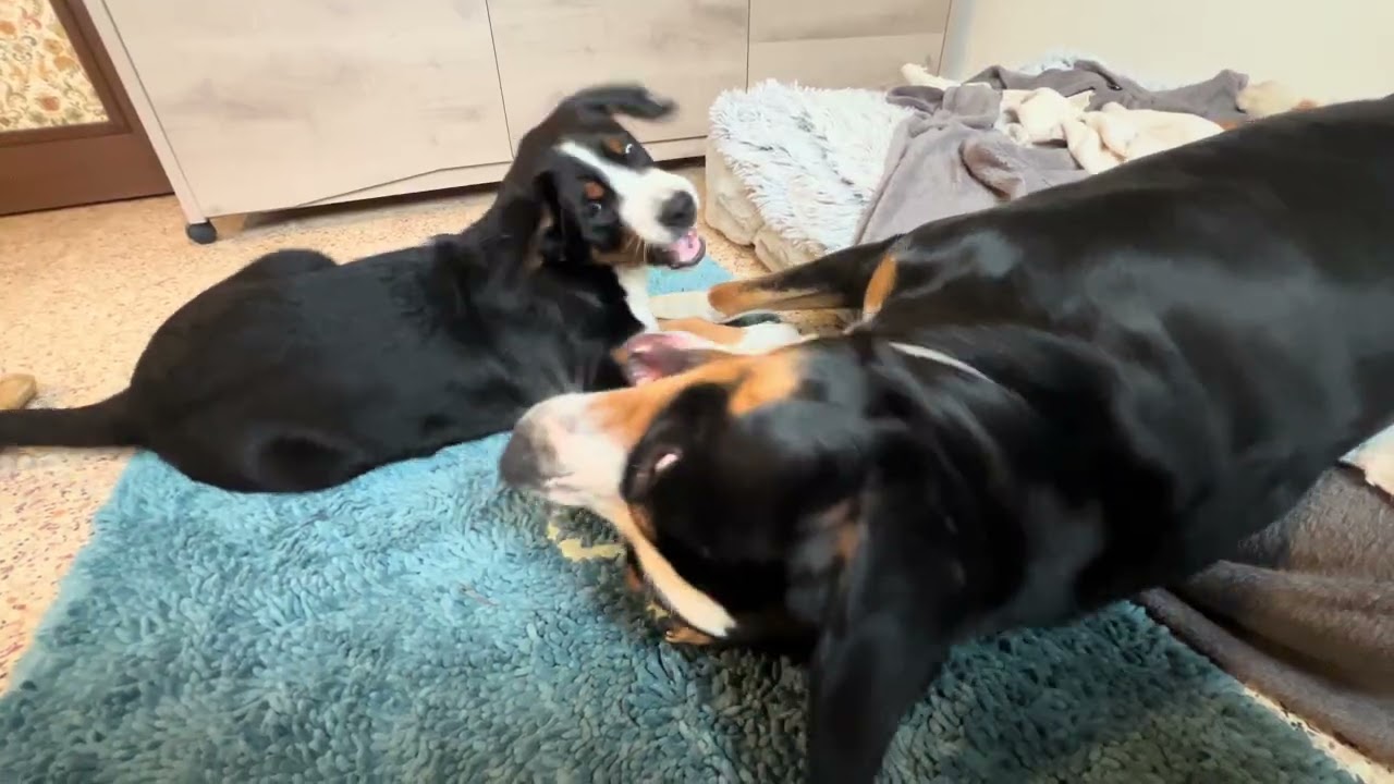 Grosser Schweizer Sennenhund/Grand Bouvier Suisse/Vamos und sein kleiner Bruder 1