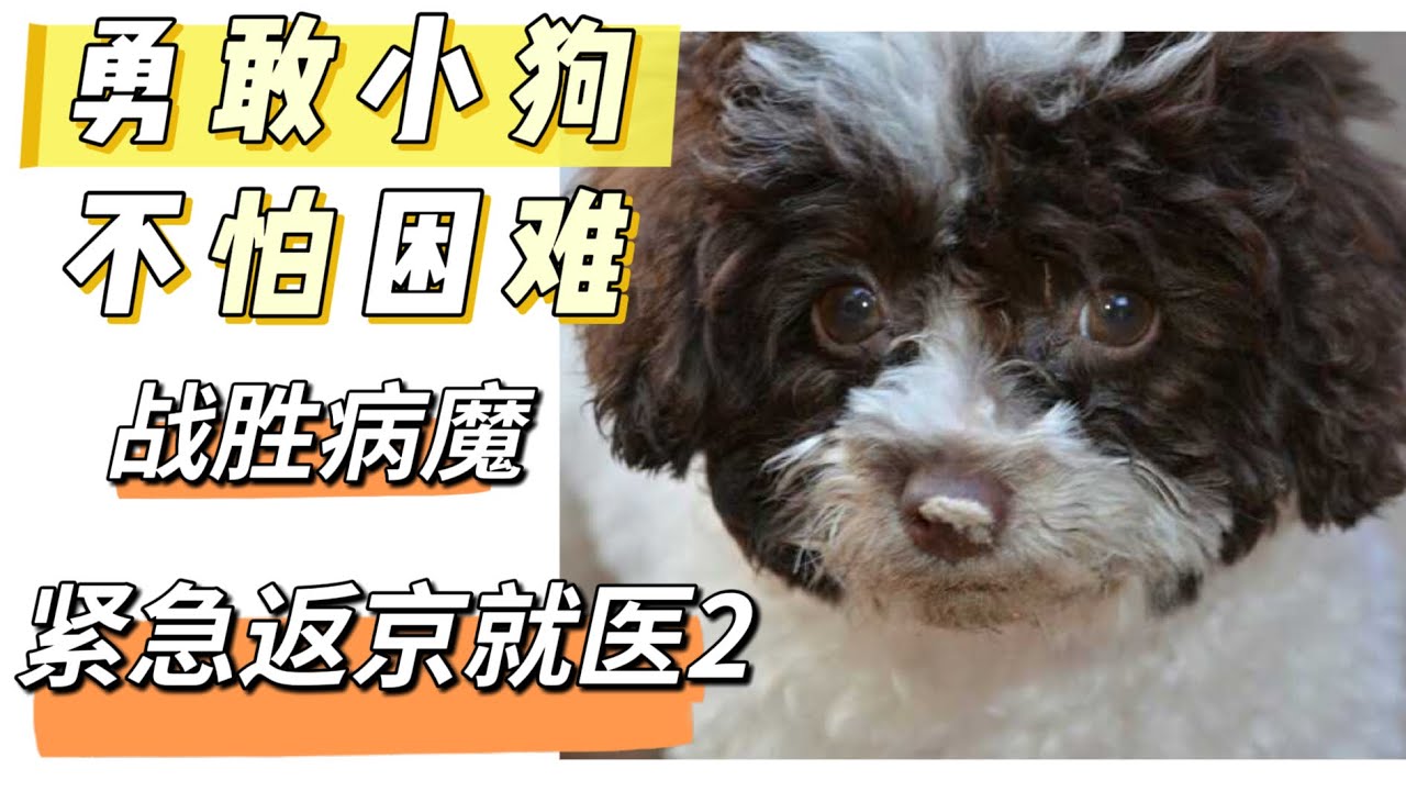 愿我的小狗早日康复 愿小动物没有病痛