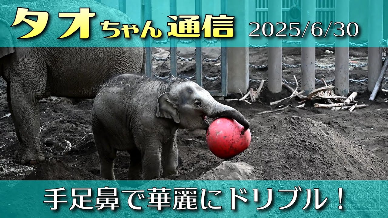 タオちゃん通信 2025/6/30 タオのドリブル！母から華麗にインターセプト #円山動物園 #アジアゾウ