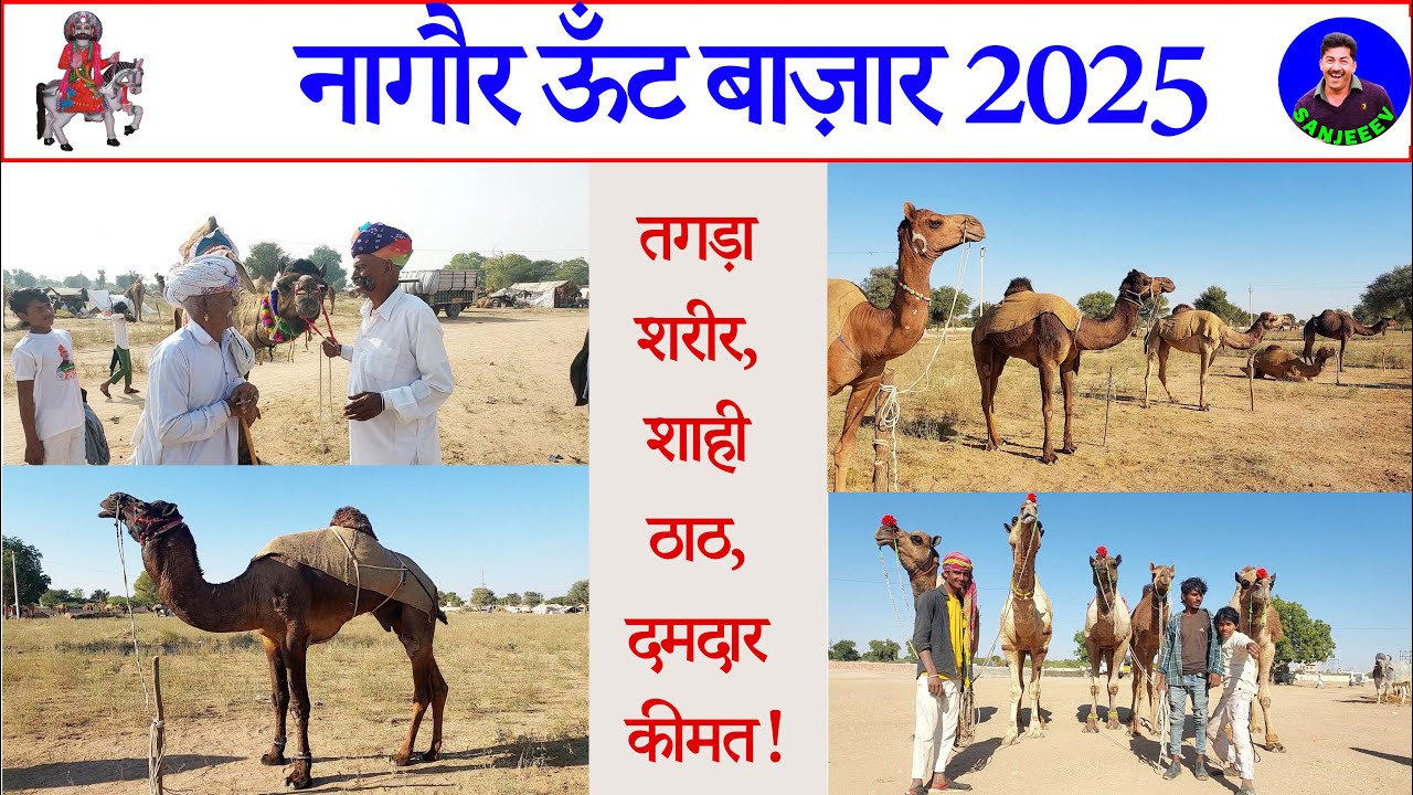 नागौर मेले में शाही ऊँटों का जलवा! सबसे तगड़ा और ऊँचा ऊँट देखो 🐪 Nagaur Pashu Mela Market 2025 Video