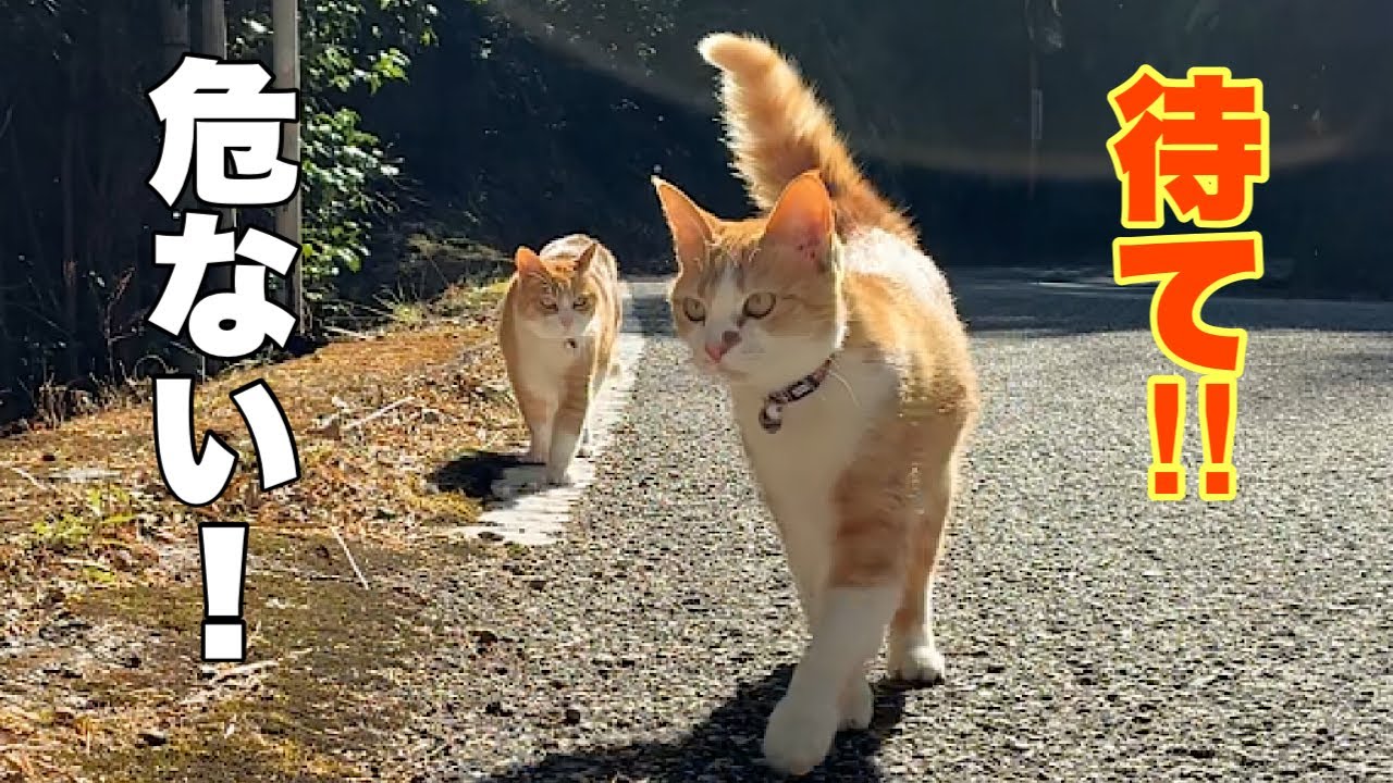 ウルッときた！お爺ちゃんのため、危険な山に入った兄妹猫の覚悟