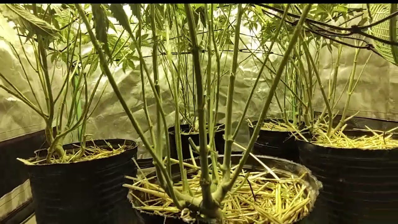 Segunda etapa PRE-FLORA