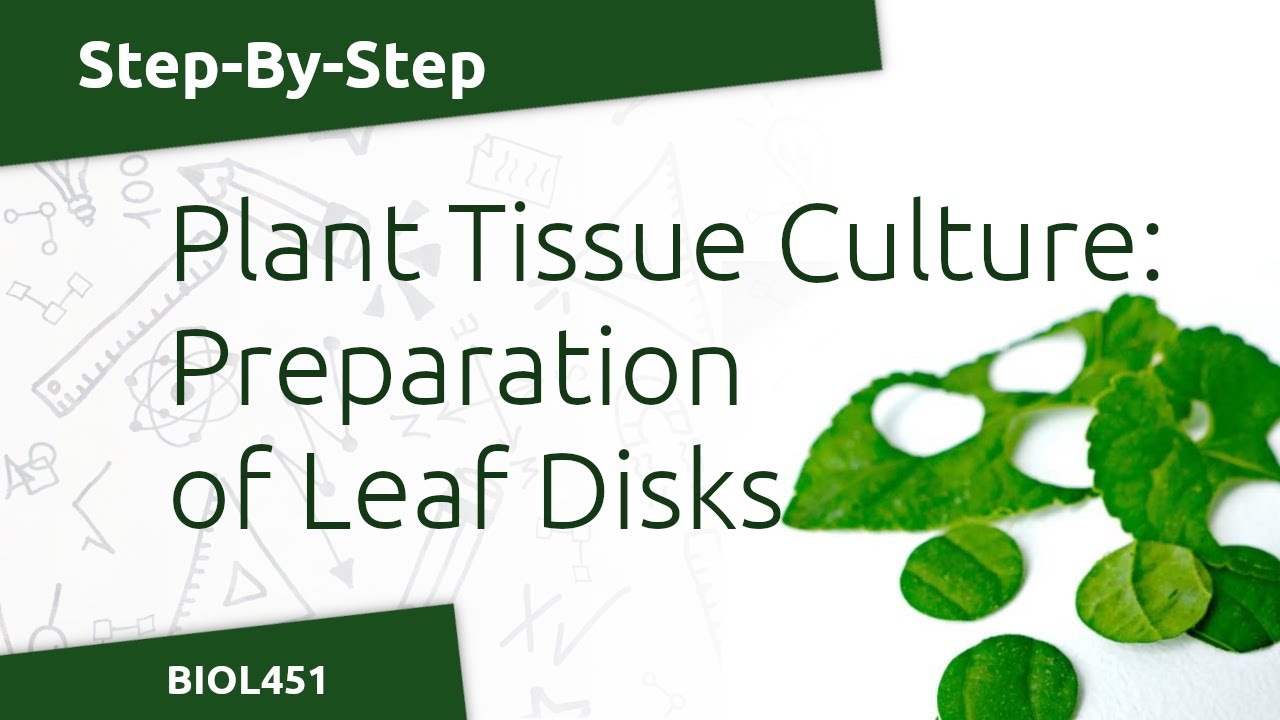 Preparation of Leaf Disks for Callus Induction