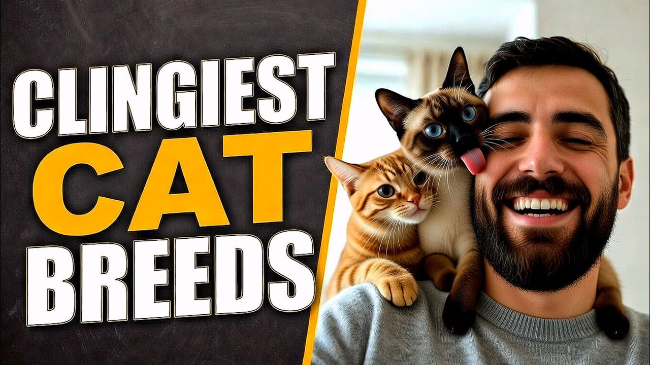 Top 7 Velcro Cat Breeds in the World