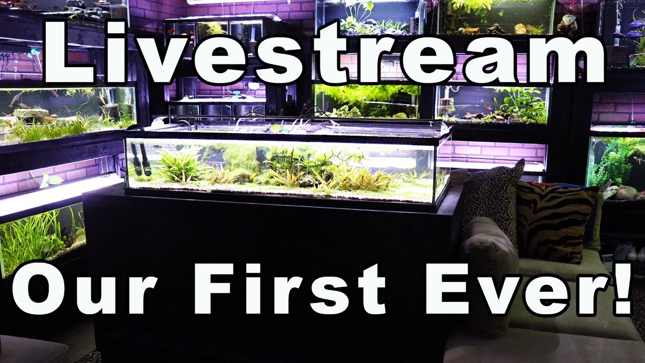 Our First Ever Live Stream! Come WIth Your Questions!