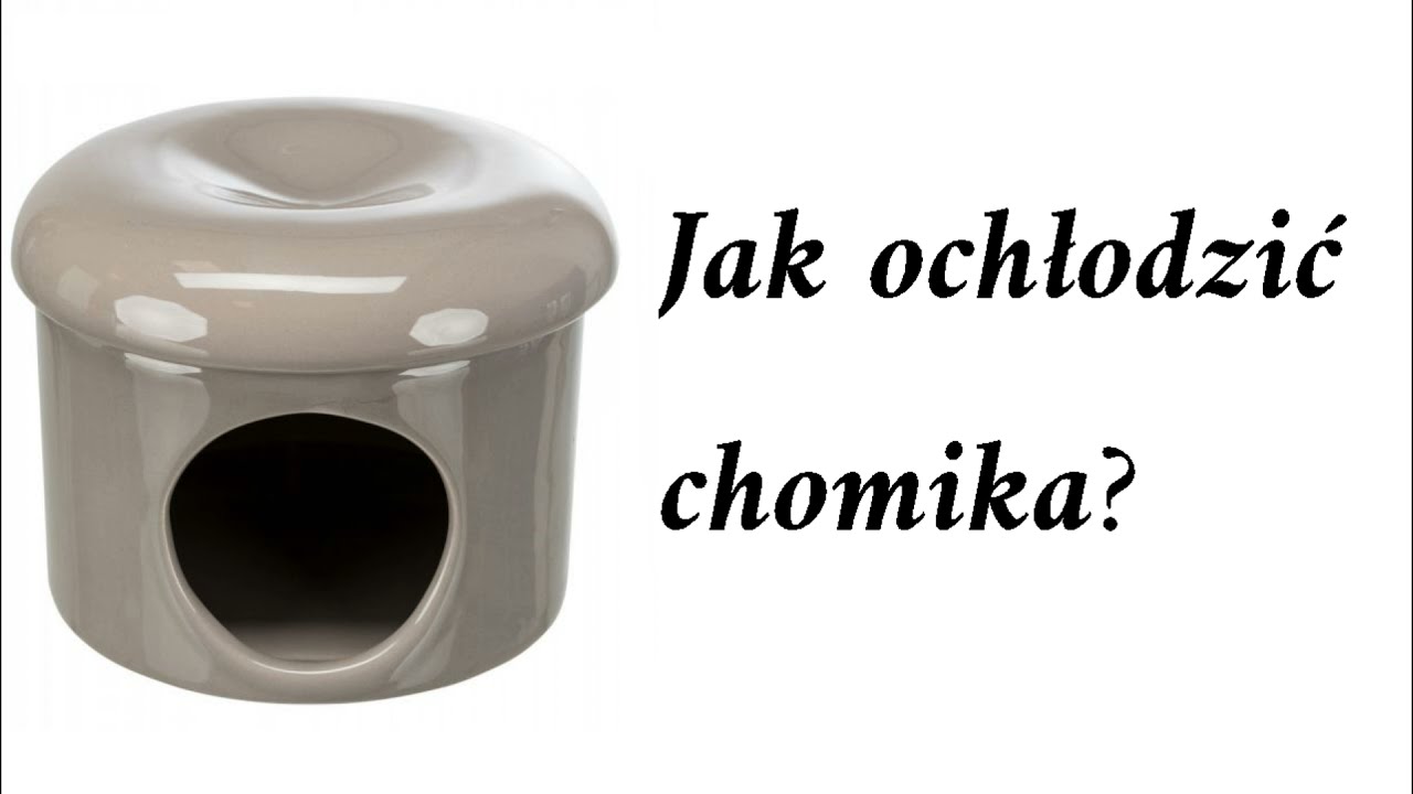 Jak pomóc chomikowi przetrwać upały?