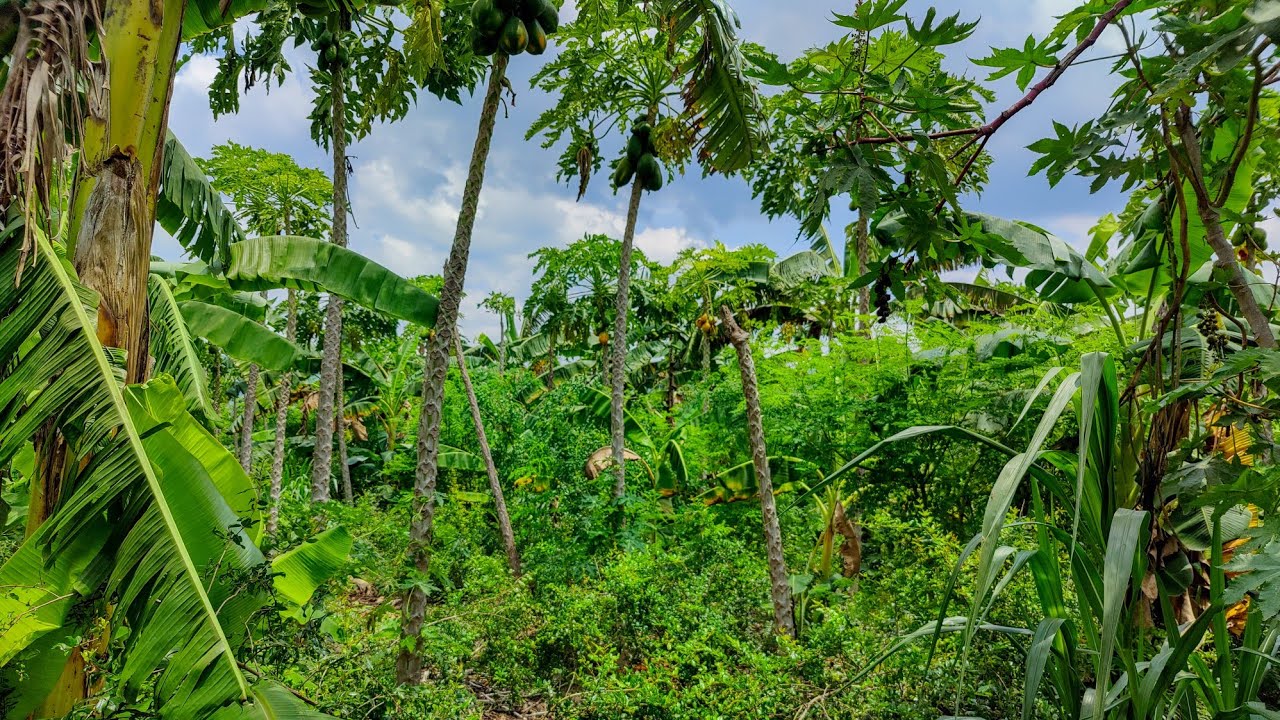 zero budget natural farming | agriculture friend