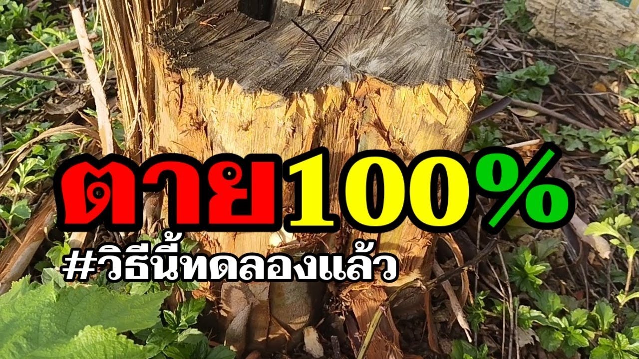 วิธีฆ่าตอไม้ ที่ตายยากทุกชนิด เห็นผลไม่เกิน 3 วัน ปลอดภัยและประหยัดเงิน