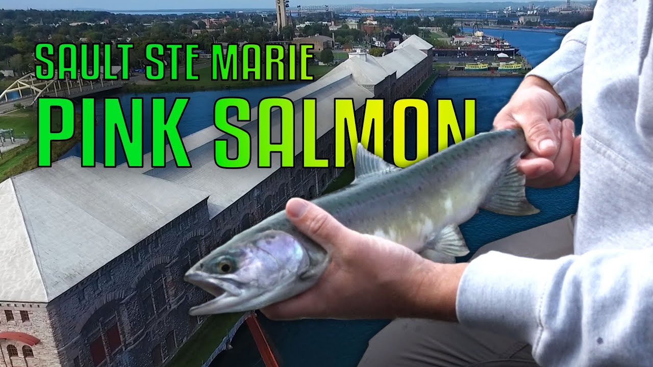Pink Salmon Frenzy at Cloverland Dam! | Fisherman's Digest