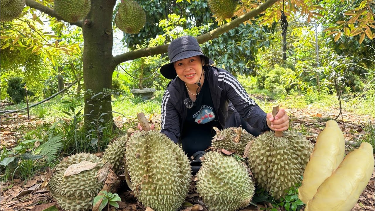 Sầu riêng thái chín rụng đầy gốc•Toàn hàng khủng