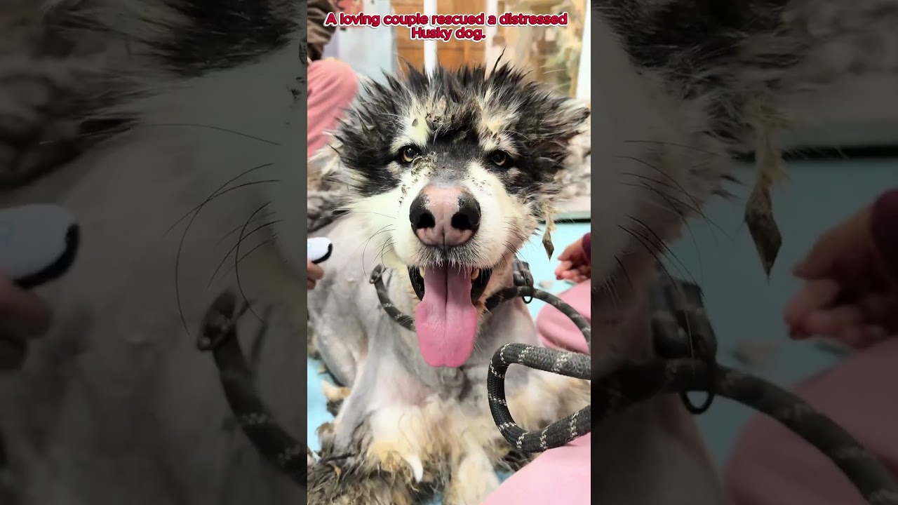 Rescue the husky dog #husky #dogrescue #huskylove #huskyrescue #huskylife #lovestory #bestfriend