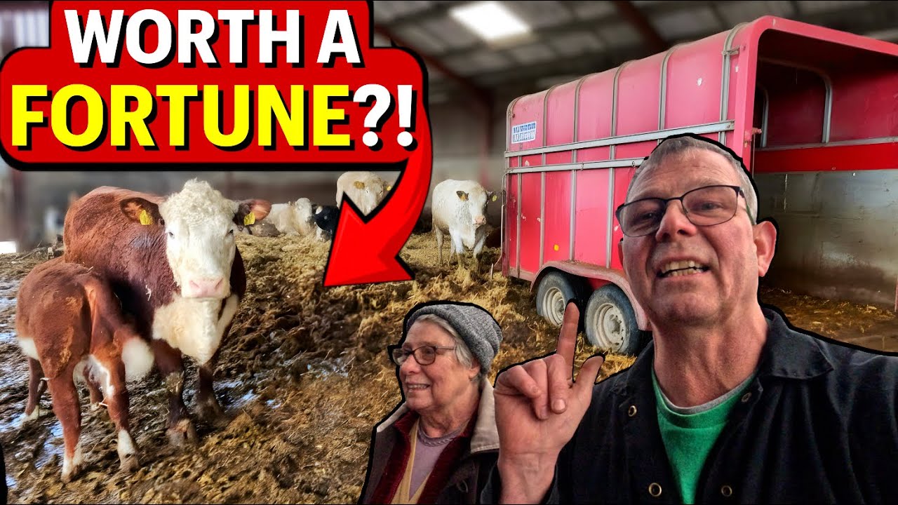 I Sent Cattle To Market And Their Price BLEW My Mind...🤯