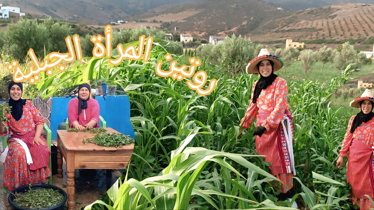 حياة القرية وأجوائها في الصباح الباكر ☝️ طهي   طاجين البقولة 👍