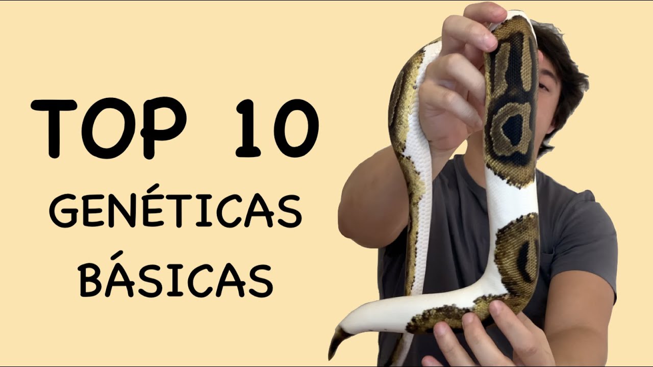 TOP 10 GENÉTICAS BÁSICAS DE PITÓN BOLA