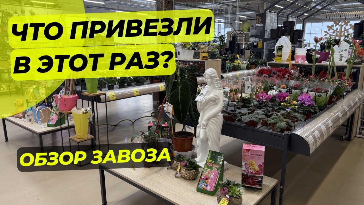 Что ПРИВЕЗЛИ в ЭТОТ РАЗ? Обзор завоза.