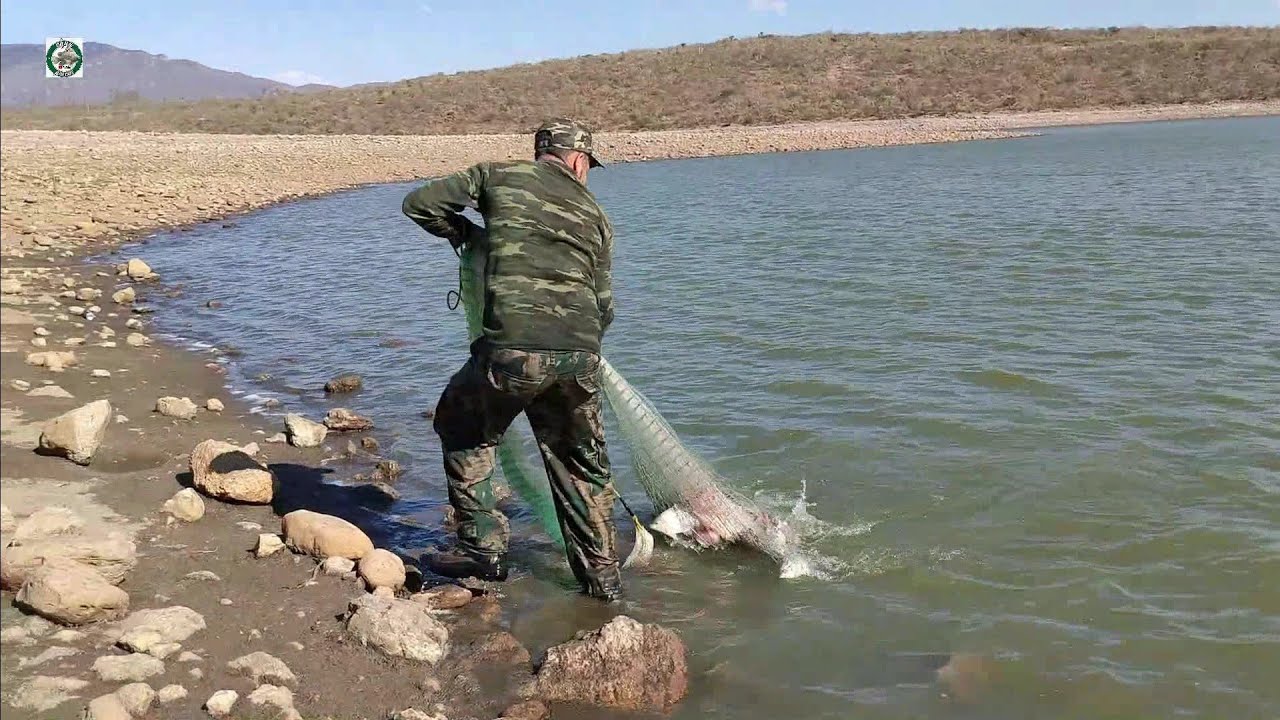 No vas a creer cuanta tilapia salio entre las piedras y atorones tilapias gigantescas
