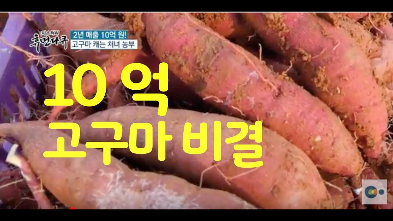 2년 매출 10억 원! 고구마 캐는 처녀 농부 1