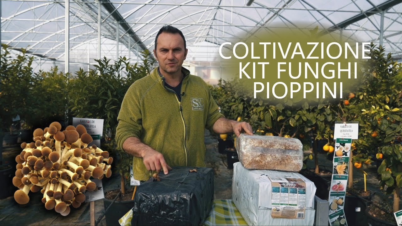 Kit per coltivare funghi pioppini: tutto quello che devi sapere!