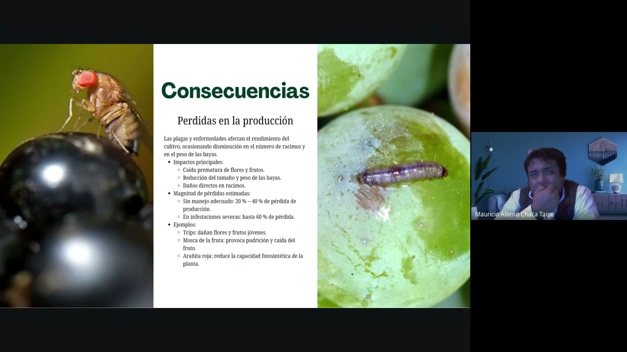 🍇🛡️ 𝗠𝗔𝗡𝗘𝗝𝗢 𝗜𝗡𝗧𝗘𝗚𝗥𝗔𝗗𝗢 𝗗𝗘 𝗣𝗟𝗔𝗚𝗔𝗦 𝗬 𝗘𝗡𝗙𝗘𝗥𝗠𝗘𝗗𝗔𝗗𝗘𝗦 𝗗𝗘 𝗟𝗔 𝗨𝗩𝗔 𝗗𝗘 𝗠𝗘𝗦𝗔