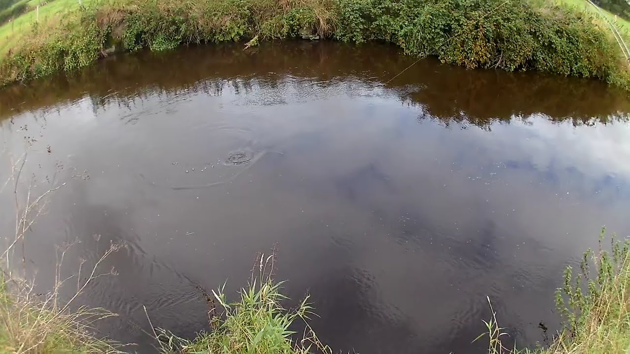 Dollaghan Trout fights hard !