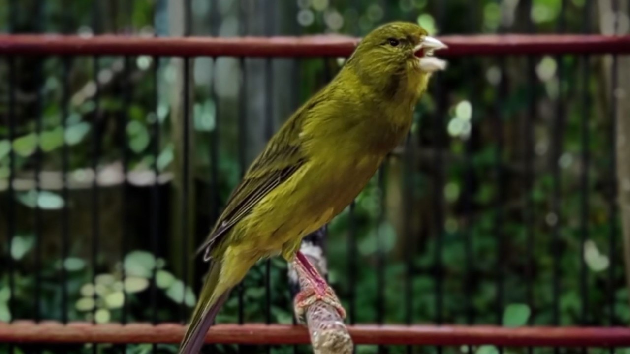 O treinamento mais mágico | 37| Canário Belga tenta todos os canários a cantar!!!