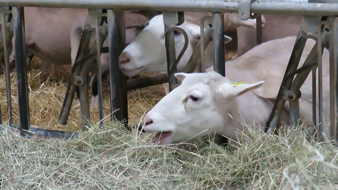 Farma ovaca u Francuskoj