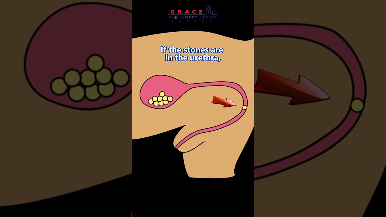 ✂️Vet surgeon explains cystotomy in pets #cystotomy