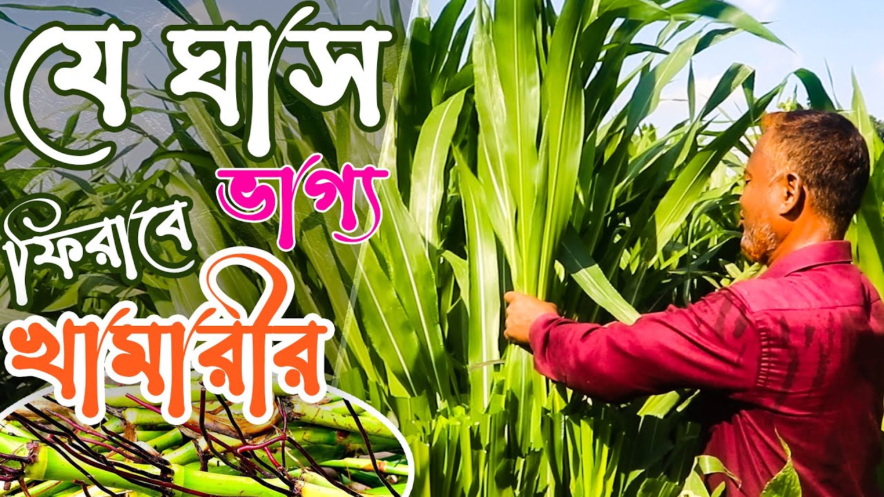 আমেরিকান গুয়াতেমালা ঘাস চাষে ভাগ্য ফিরবে খামারীর | গুয়াতেমালা ঘাস কাটিং দাম | Guatemala grass chas