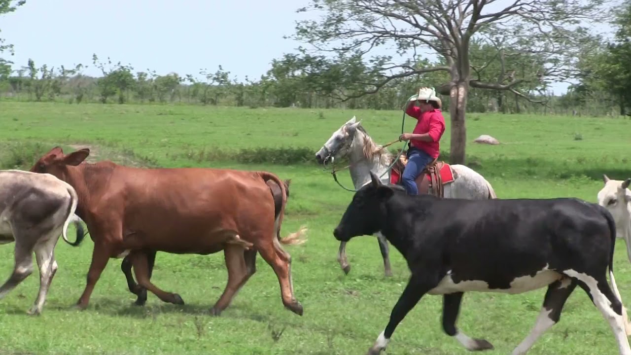 EL CORRIDO DE EFRAIN OROZCO EL PATRÓN