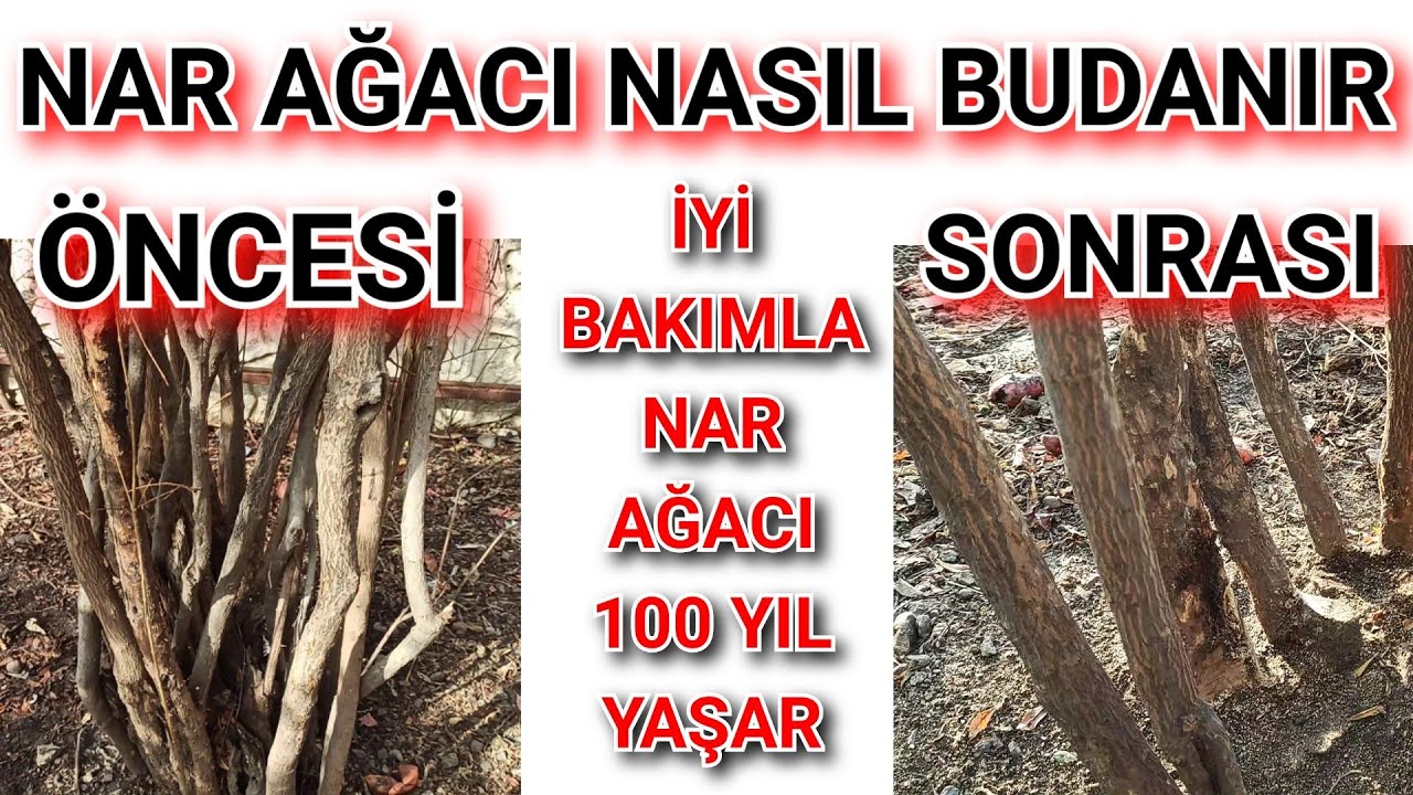 Doğru Bakımla Nar Ağacınız Yüz Yıl Yaşasın