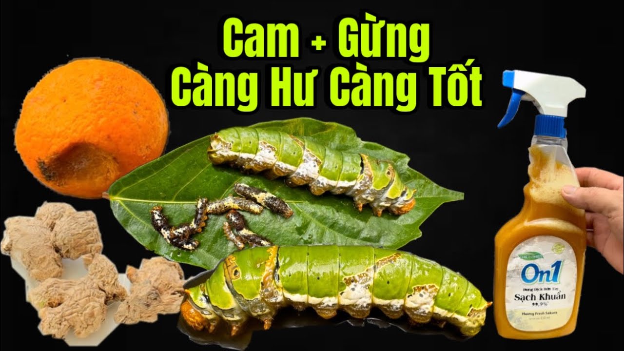 Tiêu Diệt 100%Sâu Rầy Từ Mọi Thứ Bỏ Đi Trong 1 Phút Không Tốn Một Xu