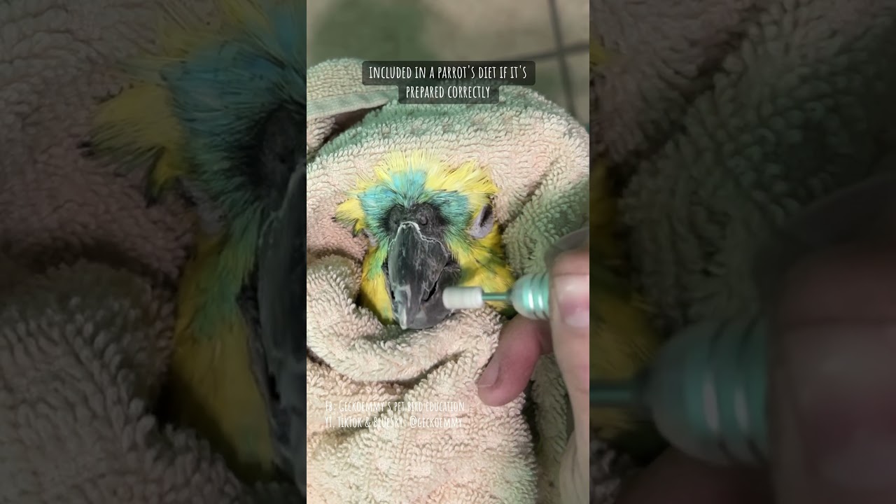 Amazon parrot gets a beak makeover 