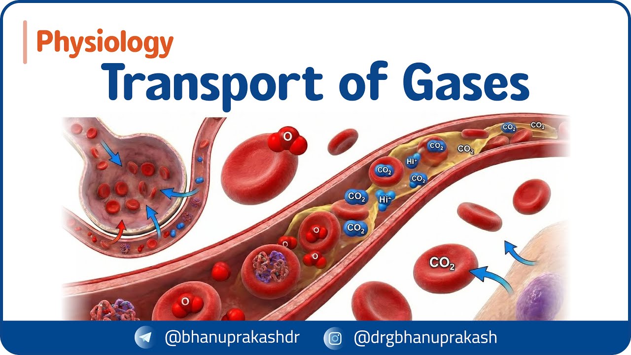 14. Транспорт газов 🫁 (Часть 2) Транспорт кислорода и углекислого газа | Высокоэффективный экзаме...