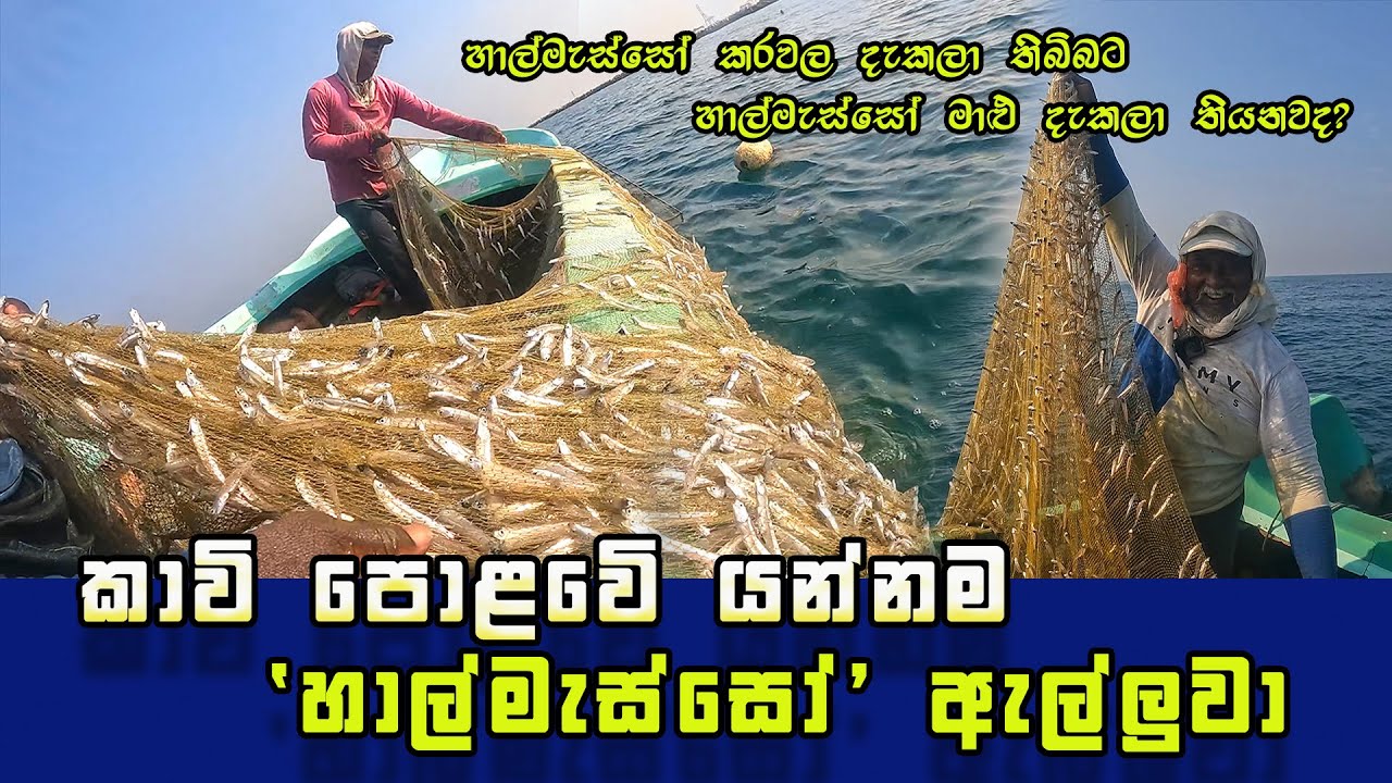 Amazing Way Of Sprats Fishing In Sri Lanka (P- 01) | කාවි පොළවෙි යන්නම හාල්මැස්සෝ ඇල්ලුවා
